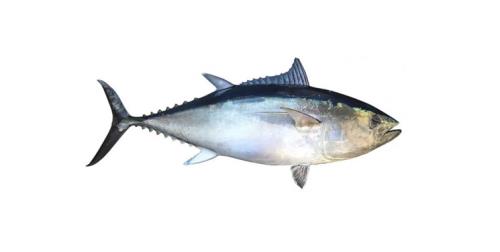 راه اندازی سامانه ردیابی 5 گونه ماهی تن