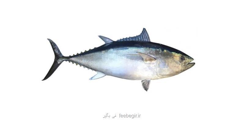 راه اندازی سامانه ردیابی 5 گونه ماهی تن
