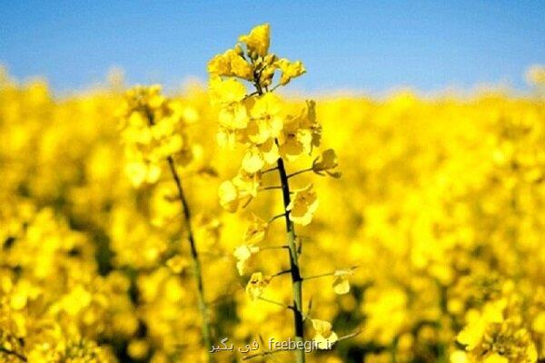 لزوم تغییر الگوی کشت از گندم به دانه های روغنی کاملینا در جهرم