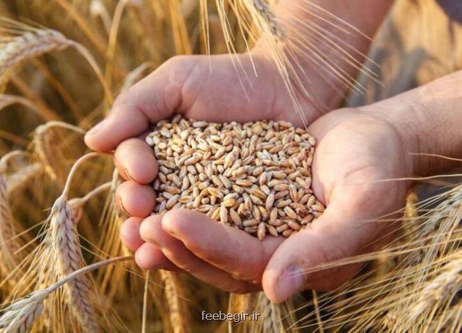 آیا سال ۱۴۰۴ ایران واردکننده گندم می شود؟