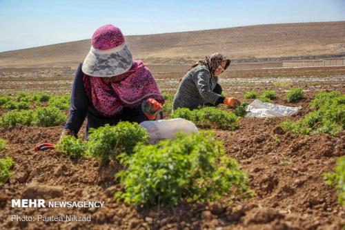 سرمایه گذاری برای تولید در گیاهان دارویی خوزستان