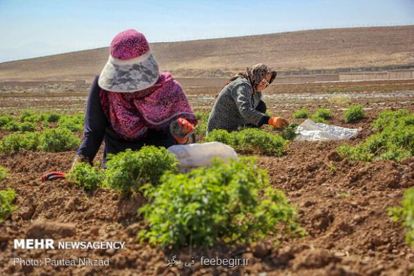 سرمایه گذاری برای تولید در گیاهان دارویی خوزستان