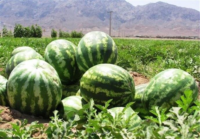 میانگین غلظت نیترات در هندوانه های کشور کمتر از 10 میلی گرم بر کیلوگرم