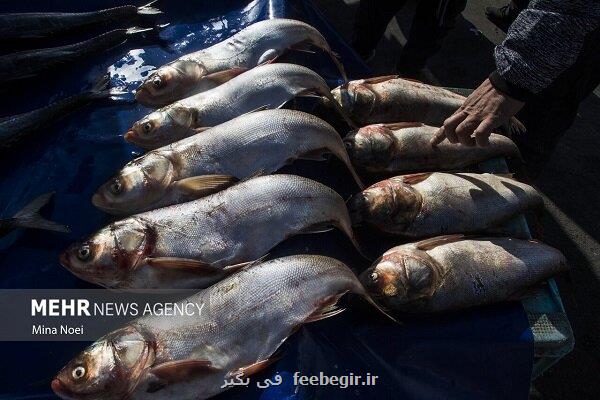 نانوذرات قدمی نو در بهبود صنعت آبزی پروری کشور