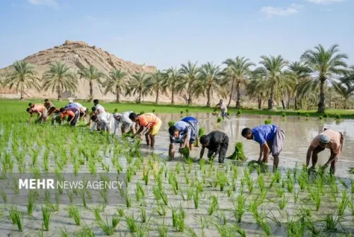 قیمت کالاهای اساسی امروز جمعه 12 دی 1404 در بازار جهانی