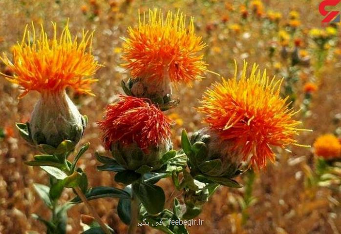 سازگاری بالای دانه گلرنگ با اقلیم خشک و نیمه خشک ایران