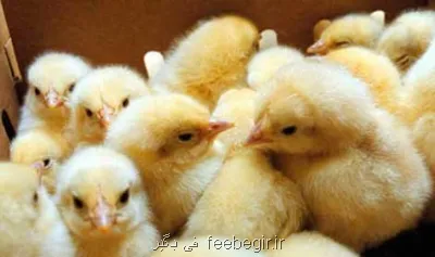 مجوز صادرات تخم مرغ نطفه دار و جوجه یک روزه مازاد صادر شد