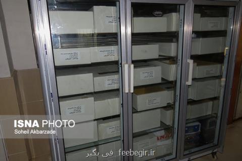 تولید كلكسیون گندم با 1800 نمونه مختلف در دانشگاه علوم كشاورزی و منابع طبیعی گرگان