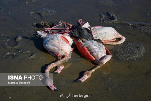 عامل مرگ ومیر بالای پرندگان میانكاله شناخته شد